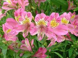 Alstroemeria Pink Star Lily Flower List Of Flowers Alstroemeria