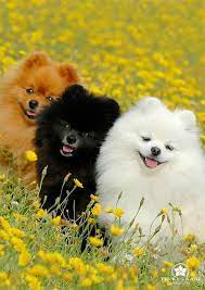  Anjing Imut Dan Lucu Cute Animals Fluffy Animals Super Cute Puppies
