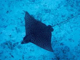 The spotted eagle ray (aetobatus narinari) is a cartilaginous fish of the eagle ray family, myliobatidae. National Marine Sanctuary Foundation