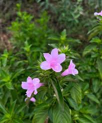 Image result for Barleria whytei