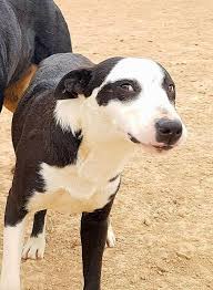 Sie macht sich zur aufgabe, diesen speziell für die hütearbeit gezüchteten hund als gebrauchshund zu erhalten und dessen ausbildung und einsatz bei der hütearbeit zu fördern.. Dylan Border Collie Mix Sucht Tolles Zuhause In Berlin Kreuzberg Auf Kleinanzeigen De