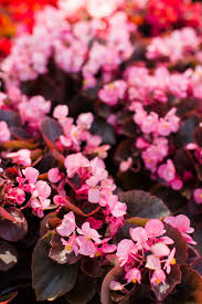 So if lily and rose are too tame for you, consider this brilliant pink springtime blossom with a touch of. 15 Best Annual Flowers Annual Flowers List