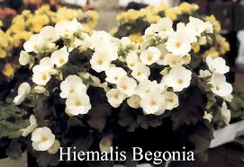 Save on ftd® same day delivery available. The Different Types Of Begonia Flowers