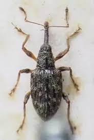 Be sure to throw out the vacuum's bag or clean the canister when you're done. How To Get Rid Of Weevils In The House Quora