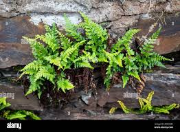 Image result for Asplenium adiantum-nigrum