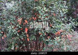 Image result for Clutia pulchella