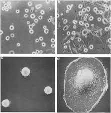 閩南文化), also considered as the mainstream southern min culture, refers to the culture of the hoklo people. A Isolated Megakaryocytes In Liquid Culture Note The Variation In Download Scientific Diagram