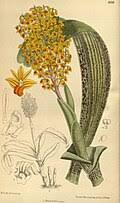 Image result for Polystachya mildbraedii