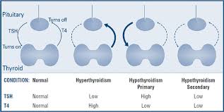 Thyroid Function Tests American Thyroid Association