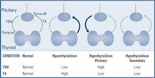 Thyroid Function Tests American Thyroid Association