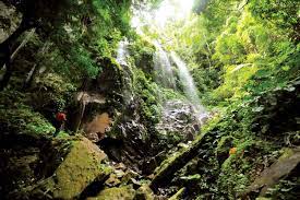 Haiwan menjadikan hutan sebagai tempat tinggal serta perlindungan. 8 Tempat Unik Di Malaysia