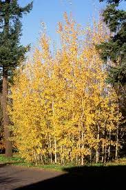 Quaking Aspen Shade Trees Tree Type Shade Trees Aspen Trees Columnar Trees