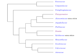 Image result for Erythrocephalum decipiens