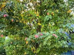 Image result for Sapindaceae