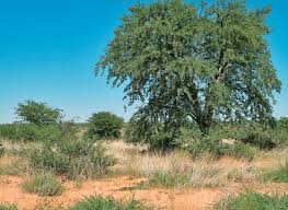 Image result for Albizia forbesii