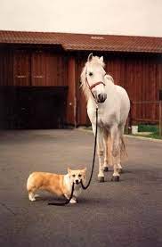 May 21 at 8:12 am · columbia, mo ·. Taking A Walk Grey Pony And A Corgi Pets Baby Dogs Corgi Dog