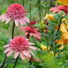 Coneflower Echinacea Raspberry Truffle In The Coneflowers Database Garden Org