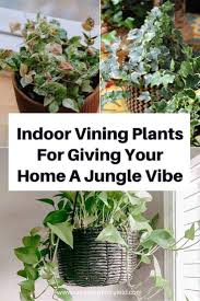 Pin On Vine Ideas Indoor