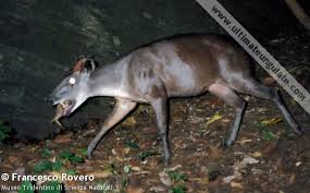 Image result for Lettowianthus stellatus