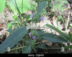Image result for Meiosperma bracteatum