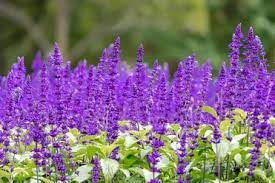 I have posted some of my photographs of flowers in anza borrego desert state park on this website. 10 Best Wisconsin Perennials Garden Lovers Club