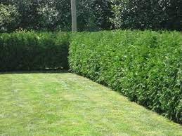 Avoid storm damage by pruning young trees to a single trunk. Cedar Ontario