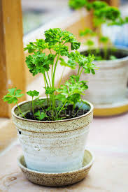 Parsley Herbs Growing Clay Background Stock Photo 128228242