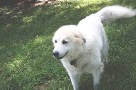 Maybe you would like to learn more about one of these? German Shepherd Great Pyrenees Mix Shop For Your Cause