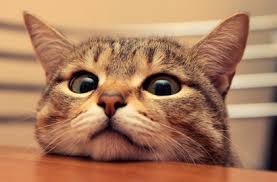 Kucing merupakan haiwan yang tidak asing lagi dalam kehidupan seharian manusia. Bukan Cuma Minta Makan 5 Fakta Unik Seputar Meongan Kucing Kesayangan Ini Perlu Kamu Ketahui