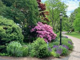 Image result for Rhododendron