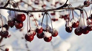 More images for cute winter macbook wallpaper » Free Winter Mac Wallpapers Imac Wallpapers Retina Macbook Pro Wallpapers Macbook Pro Wallpapers Macbook Imac Wallpaper Macbook Air Wallpaper Mac Wallpaper