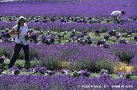 Ein genauer zeitpunkt für die lavendelblüte lässt sich allerdings nicht festlegen, da was das klima angeht kein jahr dem anderen gleicht. Lavendel In Der Provence Blutezeit Reiseangebote Ausflugstipps
