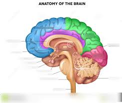 Pipeye, peepeye, pupeye, and poopeye. Neuroscience Pop Culture Quiz 1 Oberlin Diagram Quizlet