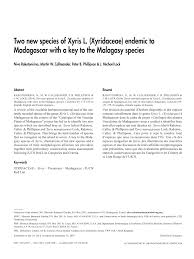 Image result for Xyris welwitschii