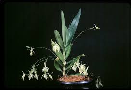 Image result for Rhipidoglossum