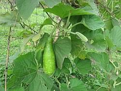 Image result for Lagenaria rufa