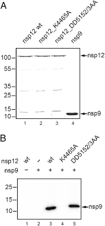 Point mutations will only change the corresponding mrna and amino acid, not the entire sequence, this type of mutation is not always harmful because the mrna may code for the same amino acid regardless of the change. Coronavirus Replication Transcription Complex Vital And Selective Nmpylation Of A Conserved Site In Nsp9 By The Niran Rdrp Subunit Pnas