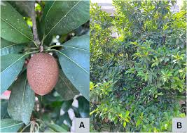 Image result for Manilkara