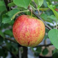 Plums and peaches berry plants apple varieties apple pear stone fruit apple tree fruit trees fruits and vegetables. Malus Jonagold Apple Tree Mail Order Trees