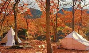 秋に行きたい！紅葉がきれいなおすすめのキャンプ場7選｜Hondaキャンプ｜Honda公式サイト