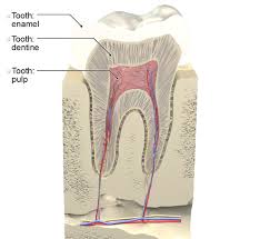Image result for Tooth Anatomy