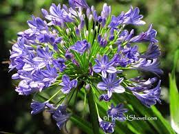 Hoe And Shovel Agapanthus Purple Flowering Plants Agapanthus Florida Flowers