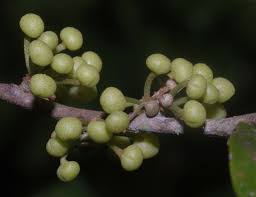 Image result for Peraceae