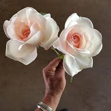 Ok I Need To Grow More Of These Francis Meiland Roses My Rose Plantings Are Very Much A Few Of This And A Few Of That I Guess Planting
