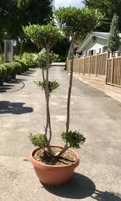 These pom pom tree are customizable and available in all plant varieties. Pom Pom Cloud Tree In Japanese Sutton Manor Nursery Facebook