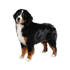 Short hair dogs and long haired dogs are a deux prepense to bridle burning in cold microclimate. Long Haired Dog Breeds Purina