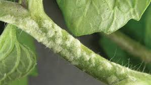 While the most likely suspect is powdery mildew, it is not the only reason why your tomato leaves may be white. A Keen Eye Can Help You Spot Edema On Your Vegetables Growing Produce