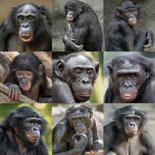 The San Diego Zoo S Bonobo Bunch Top Row From Left Lisa Vic And Maddie Middle Row From Left Belle Loretta And Kali Bottom R Bonobo Animals Primates