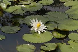 Image result for Nymphaea lotus
