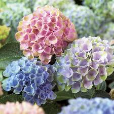 Hydrangea Everlasting Revolution At Wayside Gardens Přináší velmi pěkné, dekorativně vykrajované zelené listy, které v průběhu května až června doplňují vysoká, růžová. hydrangea everlasting revolution